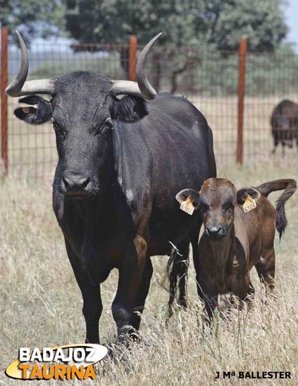 Una de las madres de la ganadería con un futuro toro. (FOTO:J.M.Ballester)