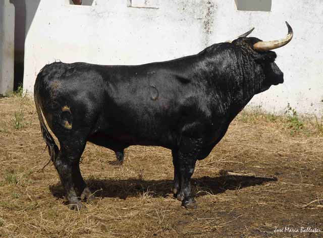 Nº. 5, Naútico. Negro. 490 kg. Julio Parejo.