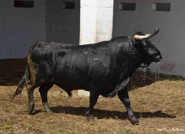 Nº. 79, Lebrija. Negro bragado. 470 kg