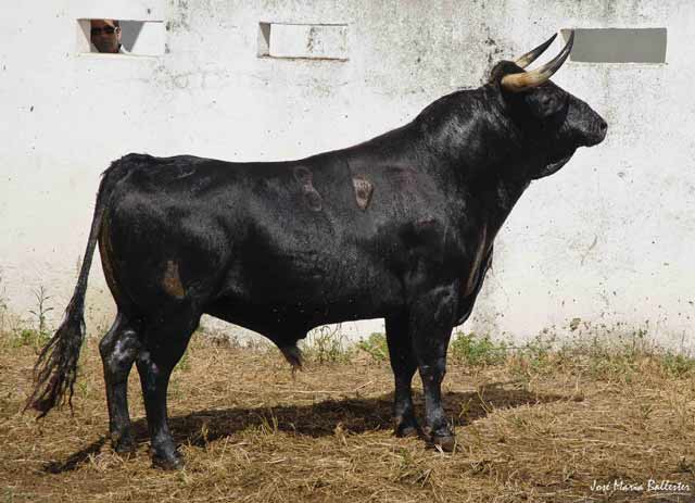 N.º 86 Cobatillo. Negro mulato. 548 kg. Israel Lancho.