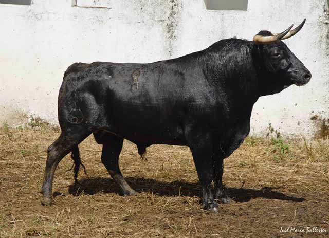 Nº. 87, Garabito. Negro Bragado. 492 Kg. Javier Solís