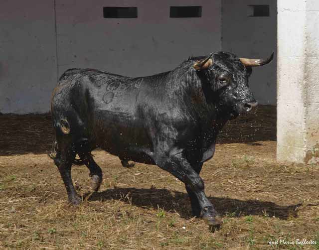 Nº. 89, Guitarrero.Negro bragado. 536 kg. Julio Parejo.