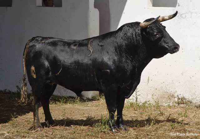 Nº. 95, Milaneso. Negro bragado. 510 kg. Javier Solís.