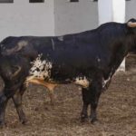 zalduendo-48