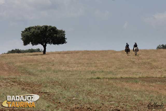 Las primeras colleras se encaminan a sus puestos.