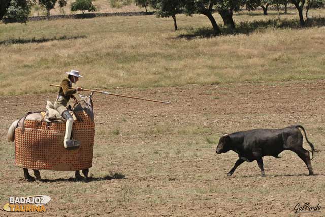 Una vez provocada la caída, toca medir la bravura en el peto.