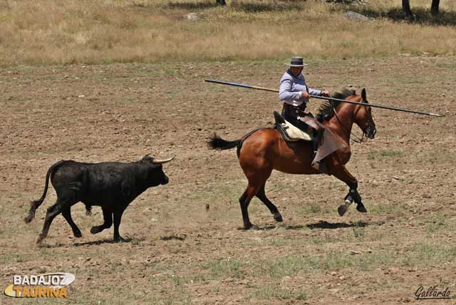 Toca sacar al toro del peto, con tiento lo hace Luis Muñoz.