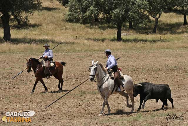 Antonio Gómez y Luis Muñoz tiran del novillo hacia la querencia.