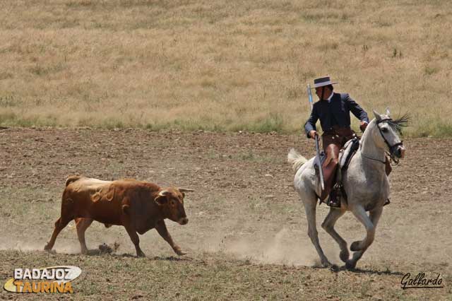 Y José Juan Gil tira de él con trote torero.