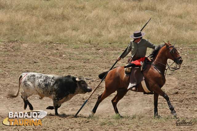 Miguel Moreno lo encela en su cabalgadura para sacarlo de la suerte. 