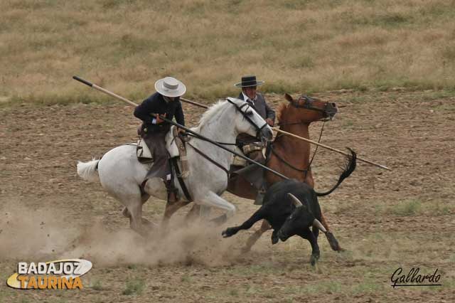 Jesús Terrón y Manolo Cenicero que lo amparaba, tumbando a la res.