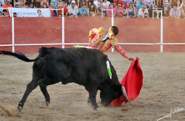 Tirando del novillo al natural.