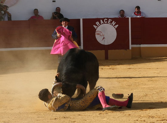 El novillo se cebó con Tomás, afortunadamete solo fue un susto.