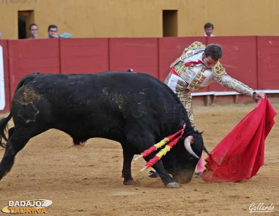 Emilio muleteando al novillo que indultó en mayo pasado. (FOTO: Gallardo)
