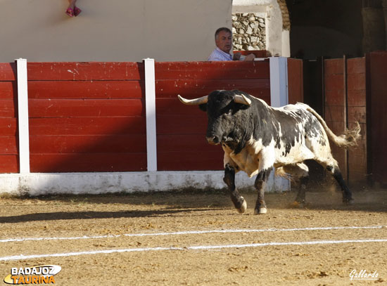 Bonita estampa del berrendo primero.