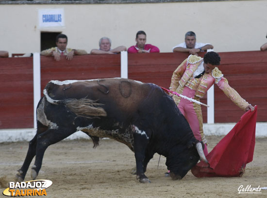 Llevando enganchado al toro en la bamba.