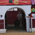 ‘Número’ volviendo con vida a los corrales. (FOTO:Gallardo)