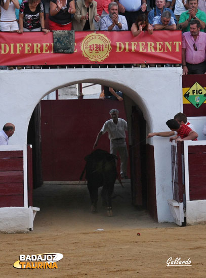 'Número' volviendo con vida a los corrales. (FOTO:Gallardo)