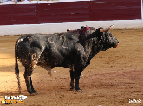 Opresor, representante del campo bravo pacense.