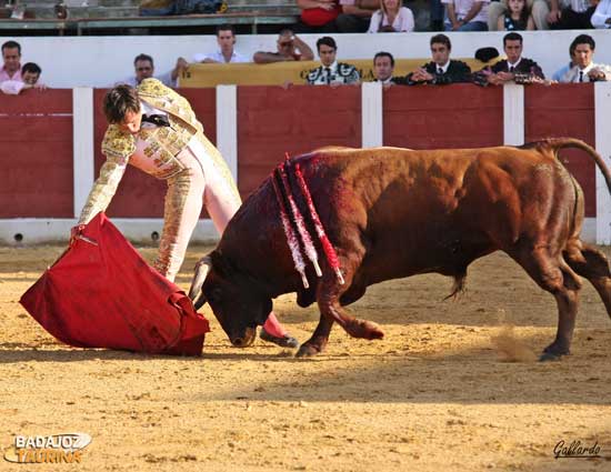 Derechazo a un ejemplar de Píriz en Villanueva del Fresno