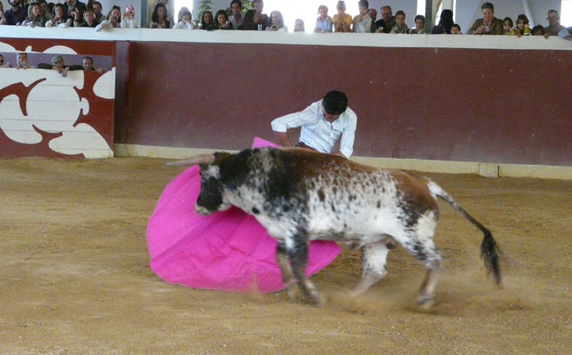 El primer novillo no tuvo ninguna clase en sus embestidas.