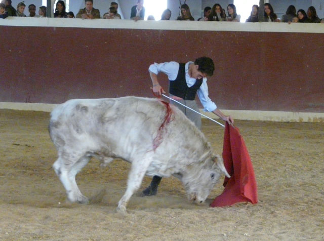 Demostrando que su crecimiento como torero va en alza.