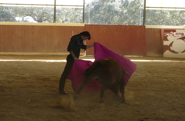 Lances de cadencia suprema para recibir a su novillo.