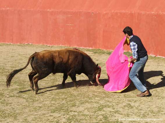 Toreros de oro y plata buscan la perfección de las embestidas.