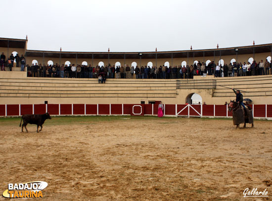 Una de las vacas de Torregrande arrancándose al caballo.