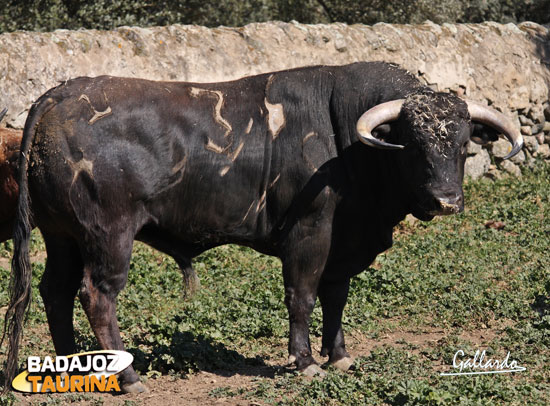 Nº. 36, Cantador. Negro.