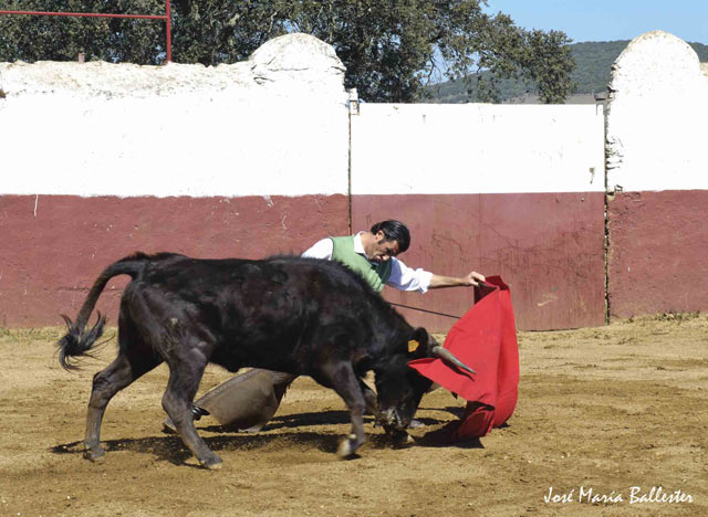 Doblándose para enseñar a la vaca a embestir.