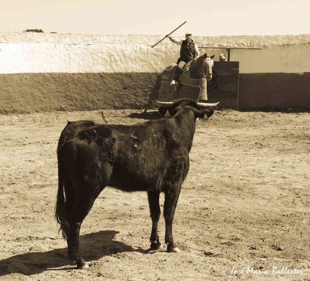 Llamando a la vaca con la voz y la garrocha.