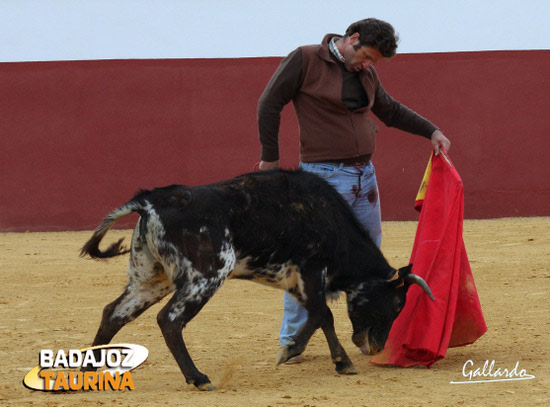 ...una vaca diez en la muleta, ante la que...