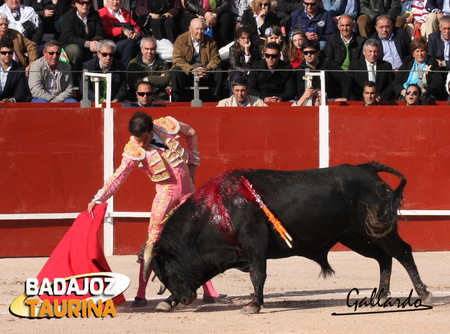 Amado lidiando al toro de su alternativa. (FOTO:Gallardo)