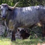 mulillero–y-su-madre-adol