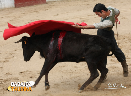 Remate de pecho de una tanda ligada.