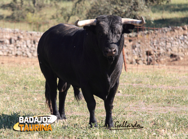 Nº. 19, Clavellino.