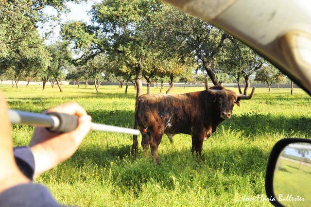 Honorio Carceller haciendo uso de la cervatana para curar a un toro.