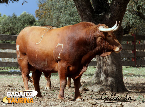 Colorao ojo de perdiz bocidorado, herrado con el 3