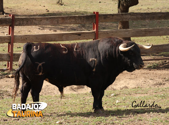 Otro ejemplo de toro 'bajito'.