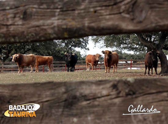 Al igual que el grupo de sementales tras haber estado con las vacas