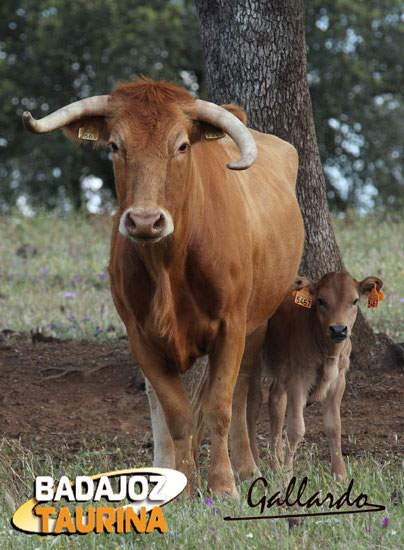 La vaca 891, madre de toros tan importantes como el famoso 'Pocabarba' que indultase Ferrera.