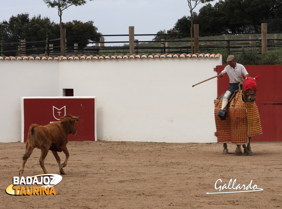 La vaca arrancándose al caballo de Juan, el mayoral.