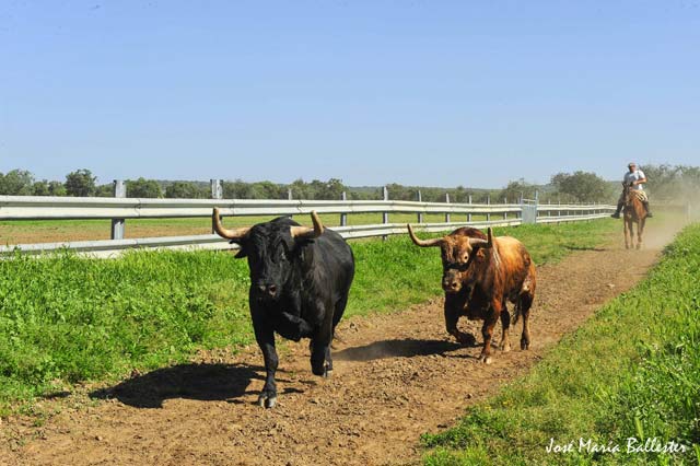 ...estos dos imponentes toros que hace el recorrido en collera.