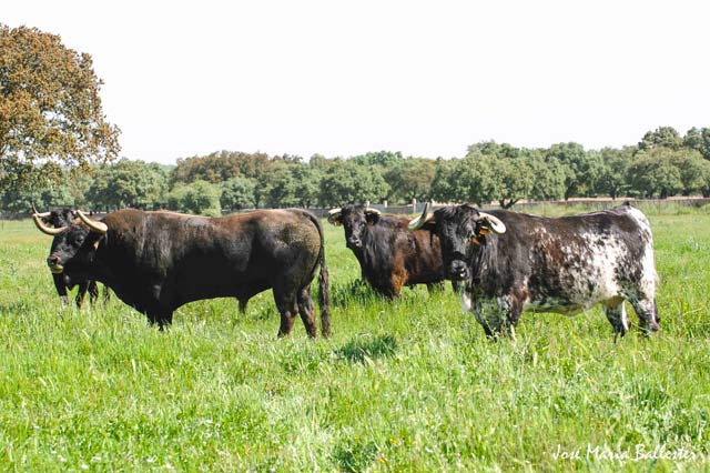 Junto a su harén de vacas nodrizas.