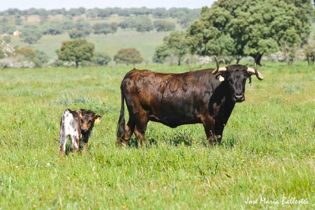 Un futuro toro, todavía al aguardo de su madre.