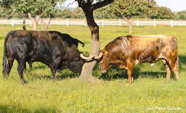 Los toros tras el esfuerzo se rascan en la arboleda.