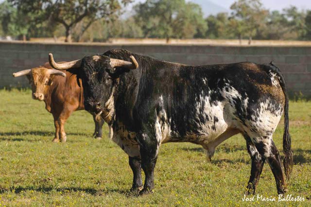 Toros armónicos, hechos para embestir.