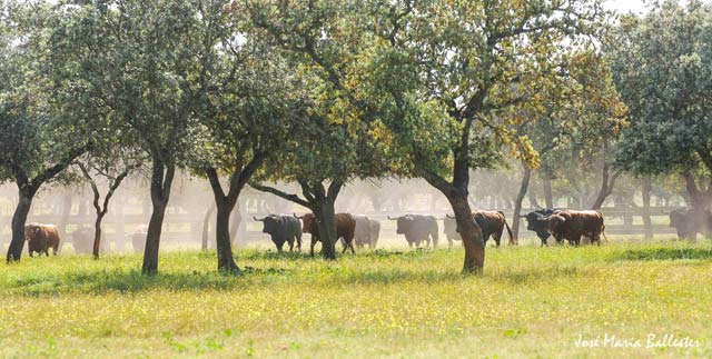 La manada es recogida con los caballos para dar inicio...