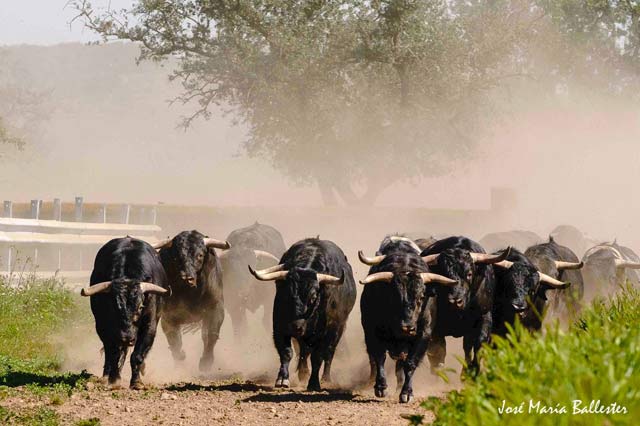 Agrupados los toros se posicionan en la carrera.